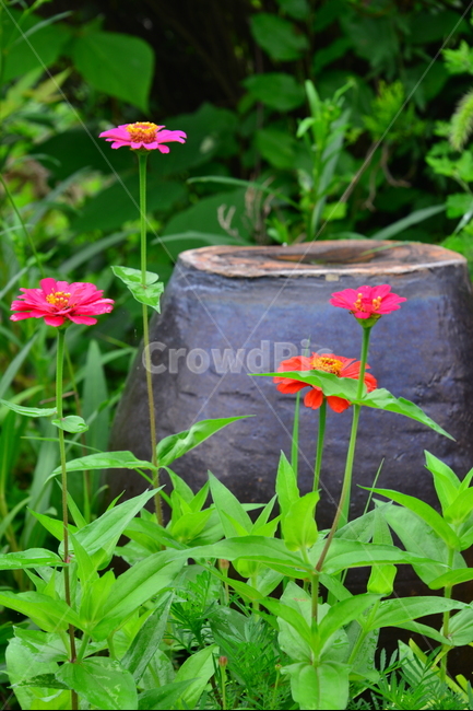 blossom,flower,꽃,plant,식물,leaf,잎,백일홍,백일홍꽃,항아리