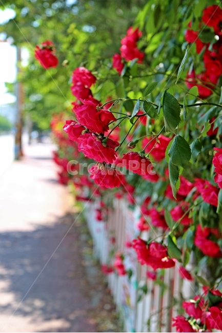 장미,꽃,붉은장미,빨간장미,rose,식물,자연,plants,nature,꽃,flower