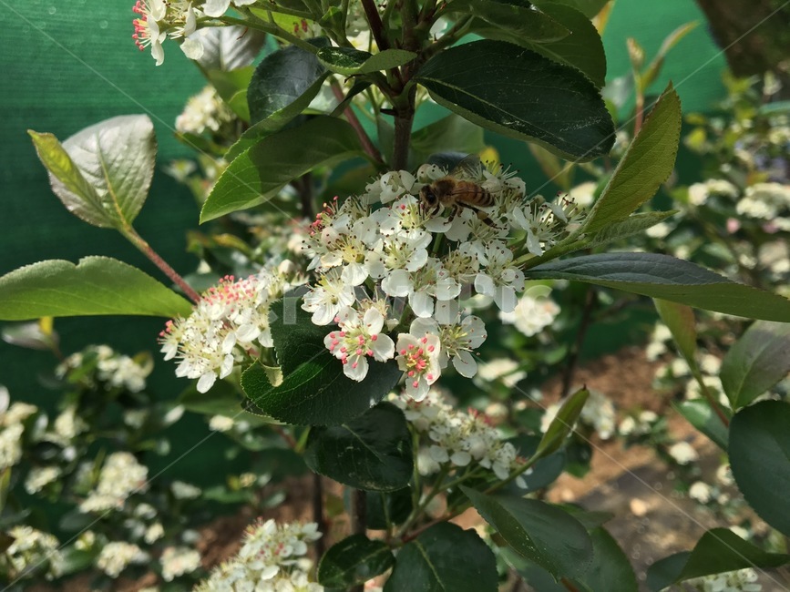 벌,아로니아,꽃,식물,근접,동물,animal,곤충,벌레,insect,bug