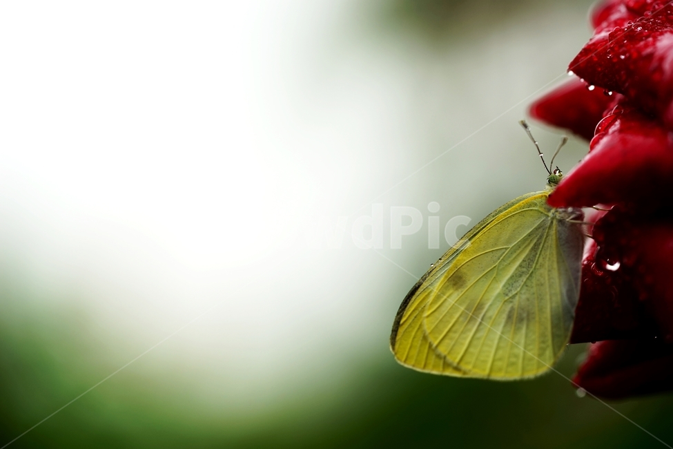 비,빗방울,장미,장미꽃,나비,식물,자연,plants,nature,꽃,flower,동물,animal,곤충,벌레,insect,bug,감성,sensible,feeling