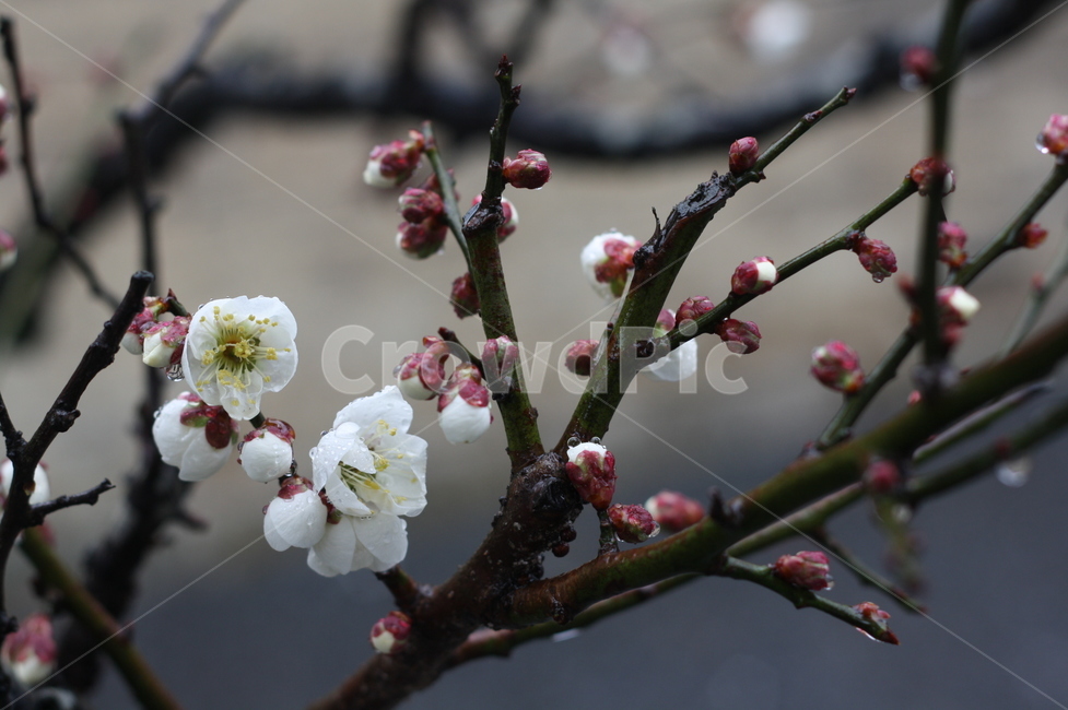 매화,벗꽃,plant,꽃,식물,flower,blossom,식물,자연,plants,nature