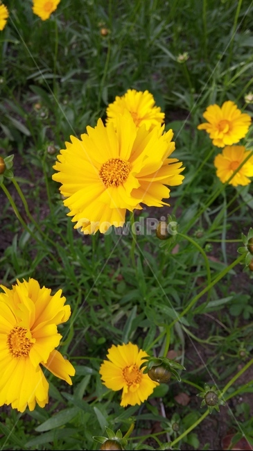 꽃,flower,식물,노란색,자연