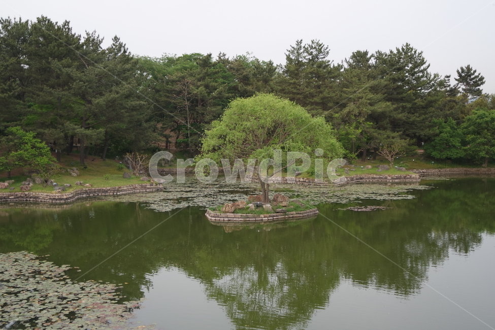 경주,동궁과월지,안압지,연못,관광지,물,자연,못,nature,옥외,pond,나무,trees,wood