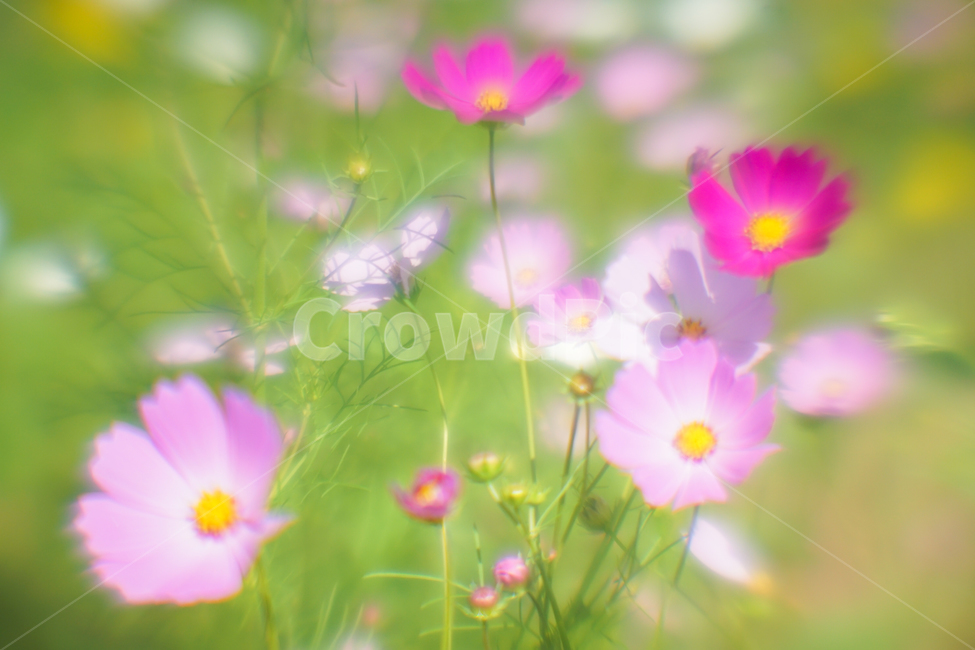 꽃,야생화,코스모스,가을,식물,자연,가을,계절,fall,autumn,season,식물,자연,plants,nature,꽃,flower,spring,봄,blossom,geranium,제라늄,plant