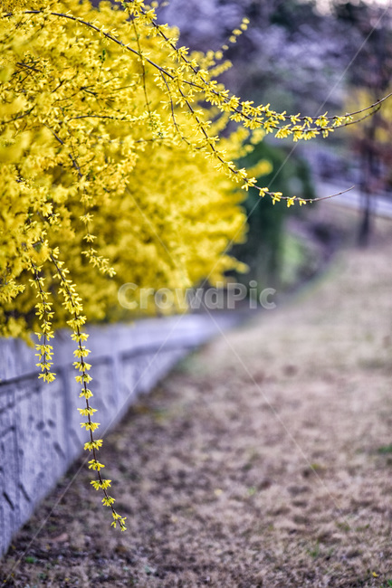 plant,식물,flower,꽃,forsythia,봄,개나리꽃,개나리