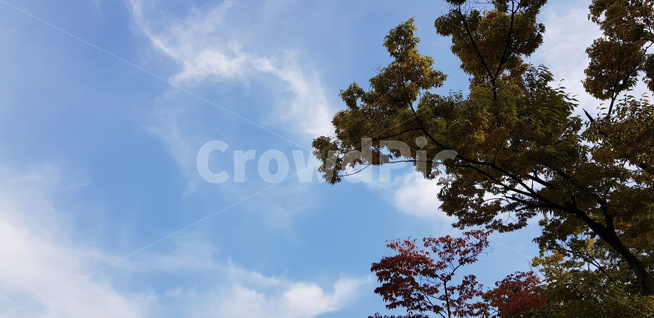 하늘,가을하늘,나무,단풍,식물,tree,plant,자연,풍경,nature,landscape