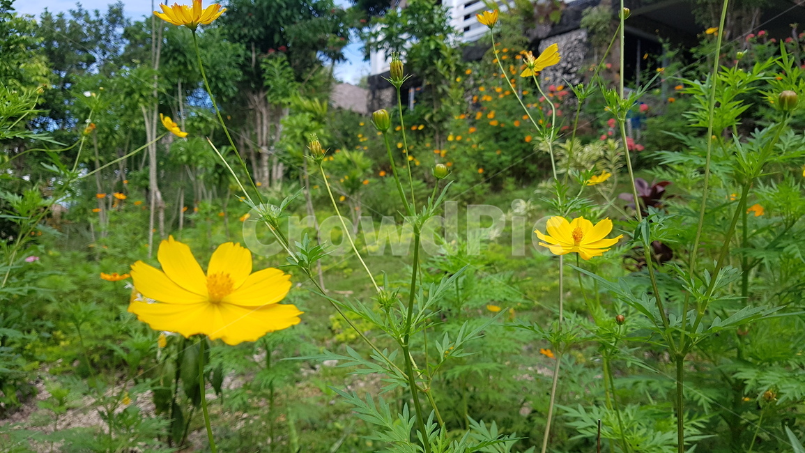 plant,식물,planter,herbs,허브,꽃,flower,식물,자연,plants,nature,꽃,flower
