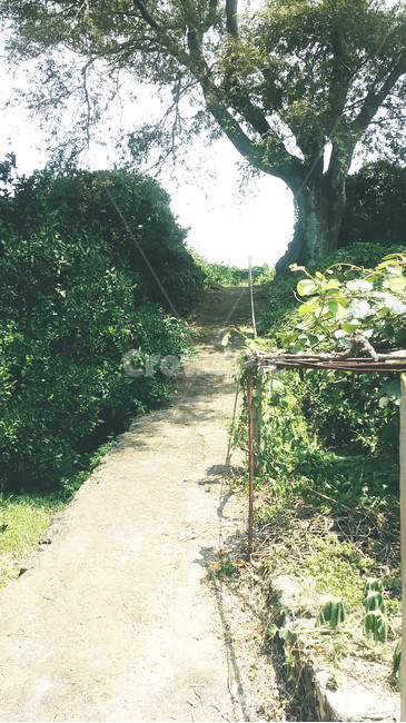 제주도시골,시골길,풍경,시골,감성,할머니집,입구,자연,풍경,nature,landscape,arbour,정자,garden,정원,outdoors,옥외