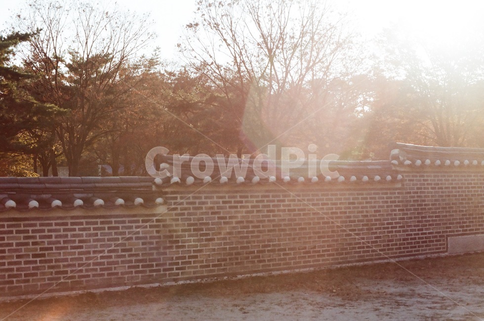 architecture,bluilding,tree,plant,flim,건축물,나무,빌딩,건물,고궁,궁궐,빛,light,소나무