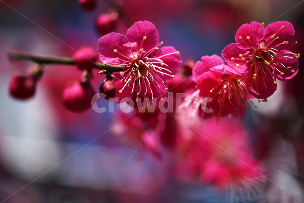 홍매화,매화,홍매,꽃,봄,계절,붉은빛매화,식물,자연,plants,nature,꽃,flower