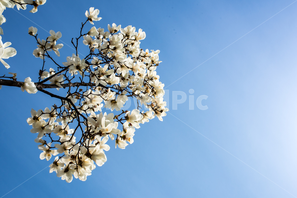 목련,봄꽃,꽃,목련화,목련나무,flower,spring