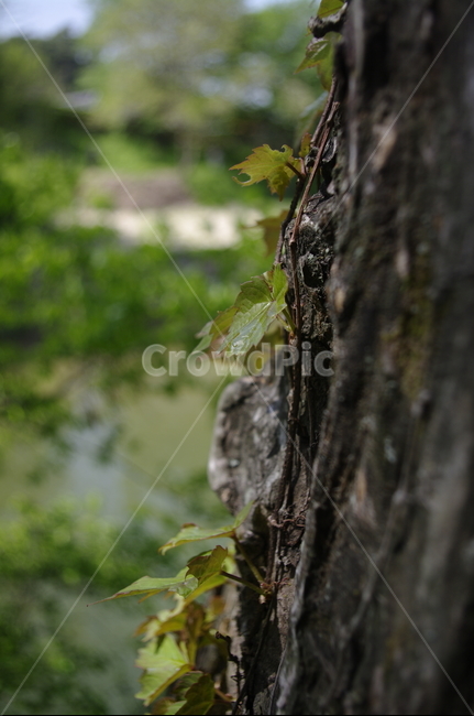 잎,소나무,나무,식물,plant,자연,nature,식물,자연,plants,nature,나무,trees,wood
