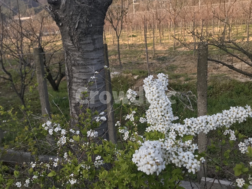 plant,식물,도로,나무,땅