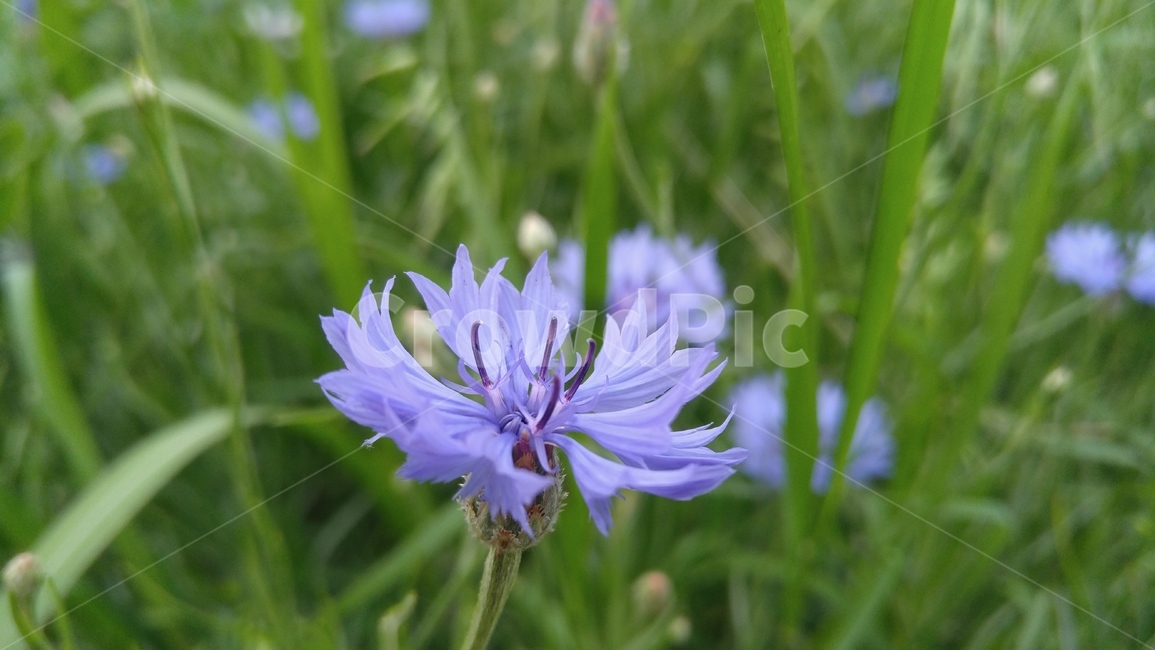 수레국화,꽃,국화,보라,연보라,녹색,식물,배경,자연,chrysanthemun,flower,purple,purpleflower,alightpurple,green,flant,background,nature