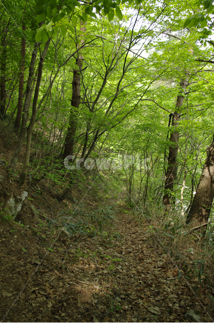 산길,길,숲,나무,풍경,식물,초록,자연,풍경,nature,landscape,tree,plant,vegetation,초목,outdoors,옥외,forest,land,땅,woodland,삼림지,ground,바닥