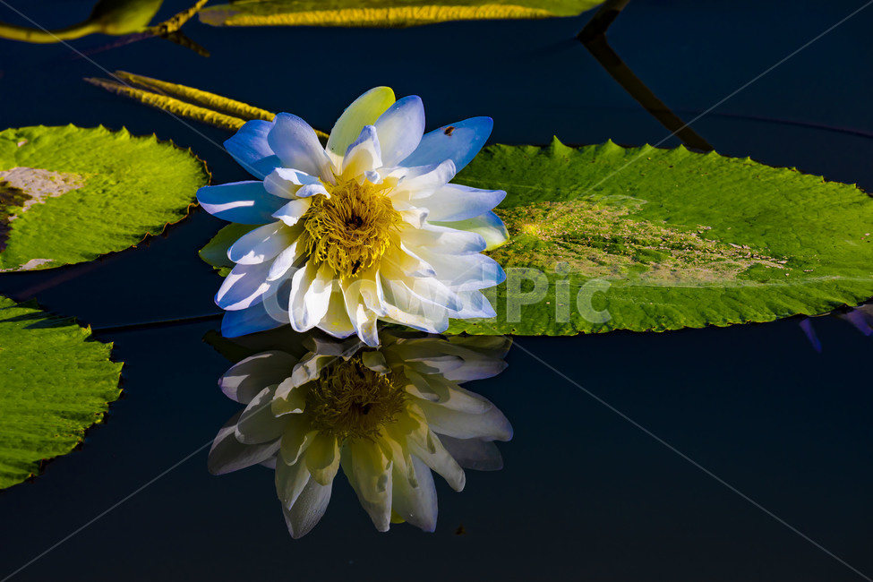 수련,연꽃,연,수상식물,습지,연못,반영,식물,에이트런스,청순,부엽식물,flower,식물,자연,plants,nature
