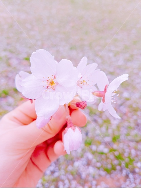 벚꽃,봄,flower,꽃,봄나들이