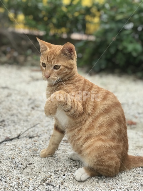 고양이,길고양이,코리안숏헤어,코숏,냐옹이,straycat,koreanshorthair,kitty,street,stretch,치즈태비,치즈태비고양이,길냥이,치즈고양이,animal,동물