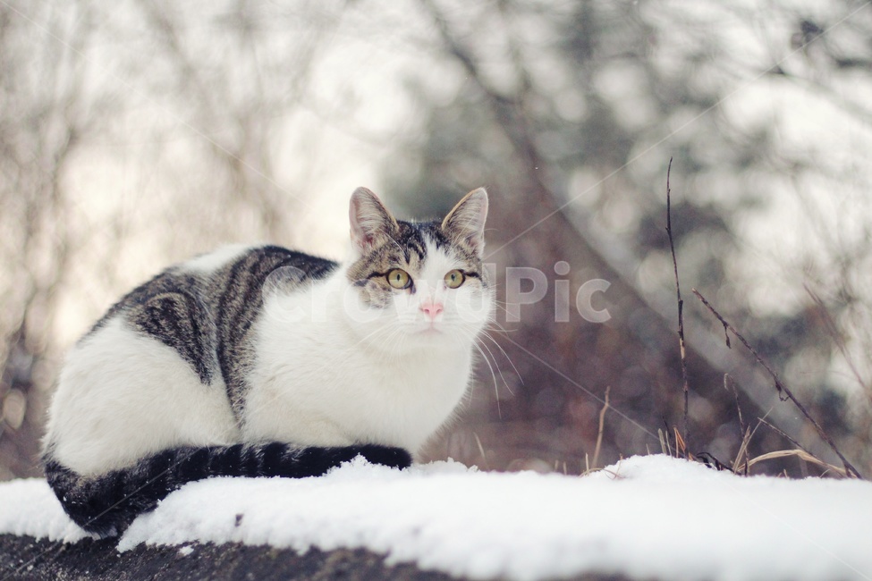 cat,동물,고양이,야옹이,시골냥,겨울,계절,winter,season,동물,animal,포유류,mammal,고양이,cat,kitten,kitty