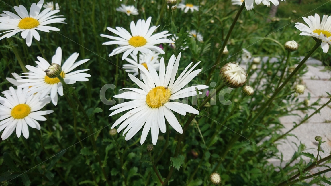 샤스타데이지,흰꽃,하얀꽃,whiteflower,flower,다년초,쌍떡잎식물,초롱꽃목,여러해살이풀,샤스타국화,들국화,섬국화,개량종,꽃꽂이,꽃,야생화,자연,플라워,감성,자연화,식물,꽃잎,노란색,하얀색,초록색,생화