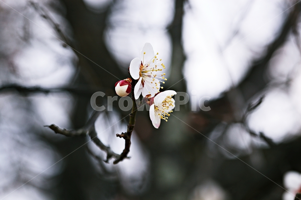 매화,매화꽃,꽃,매화나무,자연,배경,자연,풍경,nature,landscape,식물,plants,꽃,flower,나무,trees,wood,pollen,화분,plant