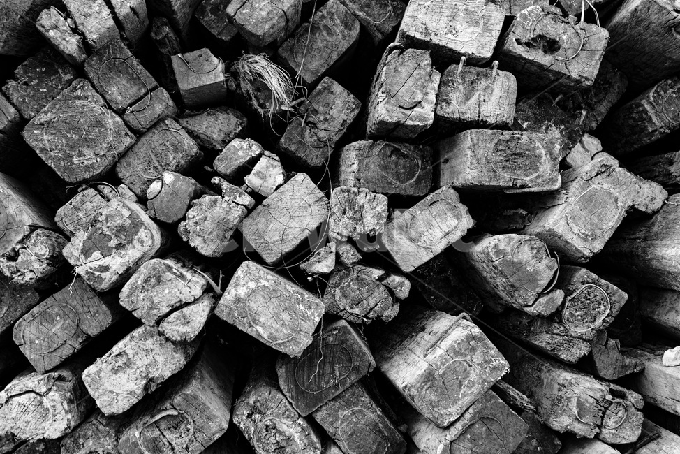 폐침목,나무,패턴,세월,송정,나무,trees,wood,흑백,모노톤,monochrome,black and white