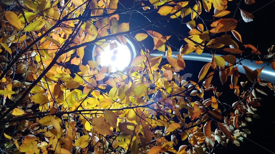야경,가로등,단풍,나무,광교호수둘레길,가을,계절,fall,autumn,season,야경,밤,풍경,nightscape,night,landscape,light,빛,flare,플레어,plant,식물,leaf,잎,sunlight,햇빛