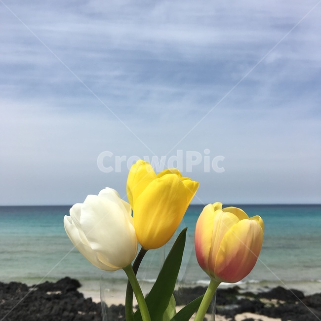튤립,꽃,바다,하늘,식물,꽃다발,감성,아름다운,봄,계절,spring,season,해변,바다,beach,sea,식물,자연,plants,nature,꽃,flower,plant,tulip,blossom