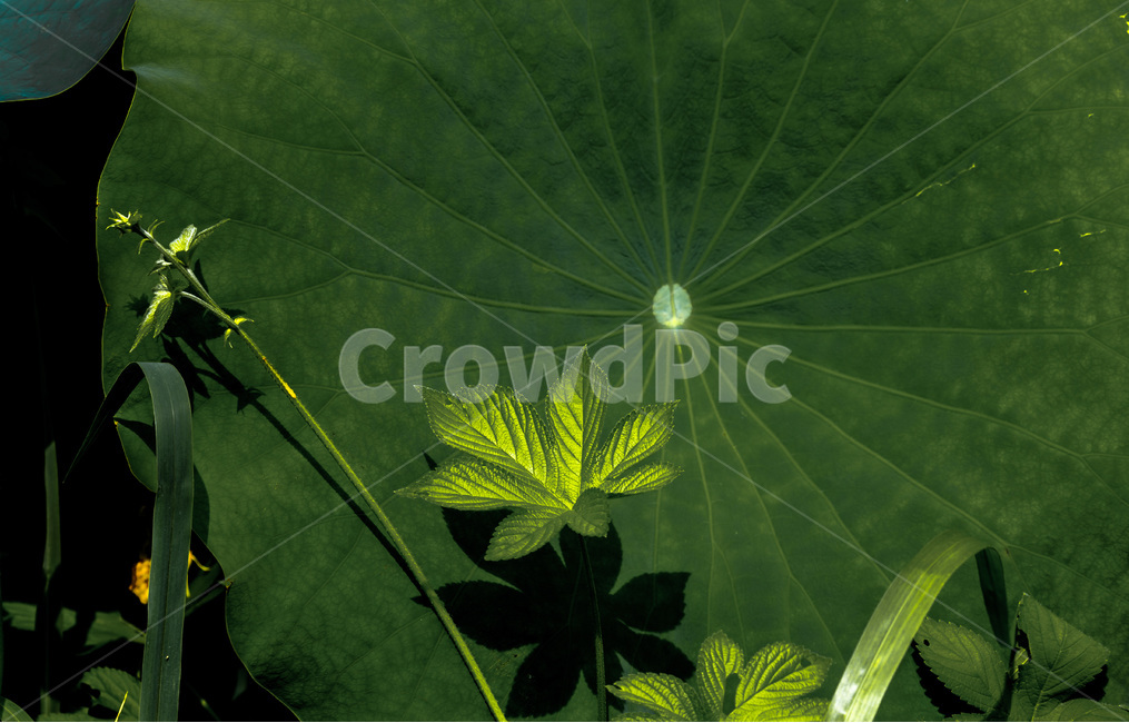 연잎,문양,무늬,줄기,패턴,식물,자연,plants,nature
