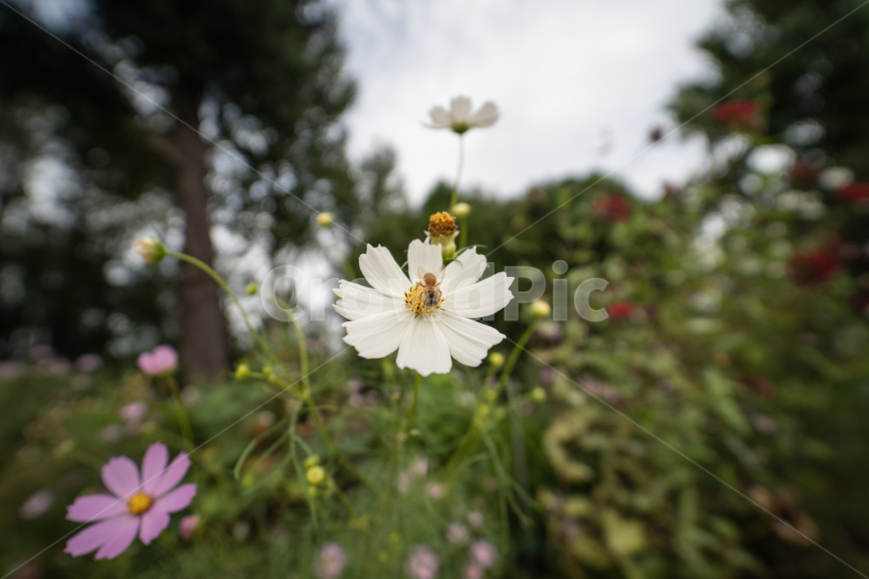 flower,botanical,plant,꽃,식물,가을,계절,fall,autumn,season,식물,자연,plants,nature,꽃,flower