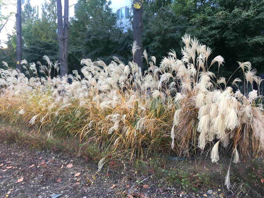 갈대,식물,공원,풍경,plant,lawn,reed