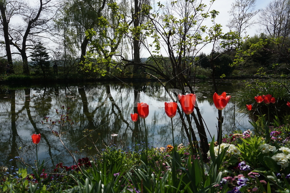 꽃,튤립,식물,정원,봄,가든,식물원,꽃밭,flower,tulip,plant,garden,green,초록이,호수,연못,pond,nature,자연
