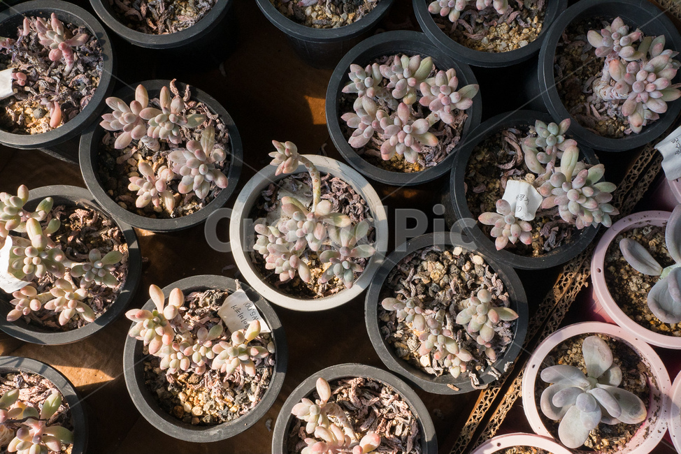 다육식물,다육화분,다육이,식물,화분,다육,succulent,plant