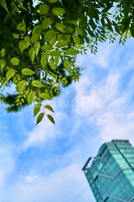 나뭇잎,청량,초록,연두색,하늘,구름,빌딩,비취색,풍경,여름,계절,summer,season,식물,자연,plants,nature