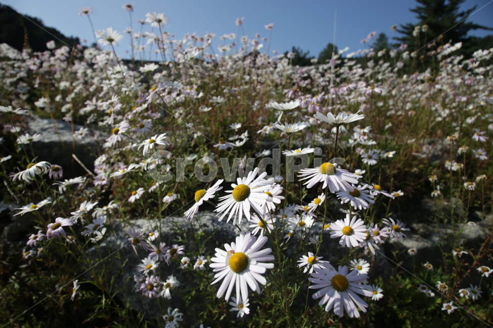 plant,식물,flower,꽃,구절초