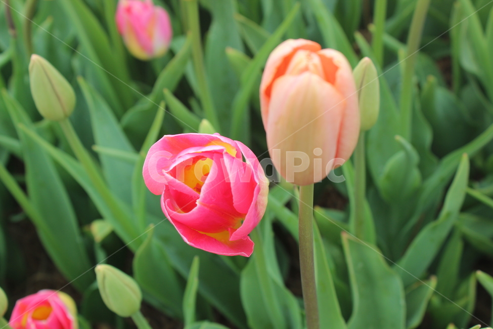 flower,튤립,꽃,플라워,자연,식물,자연,plants,nature,꽃,flower
