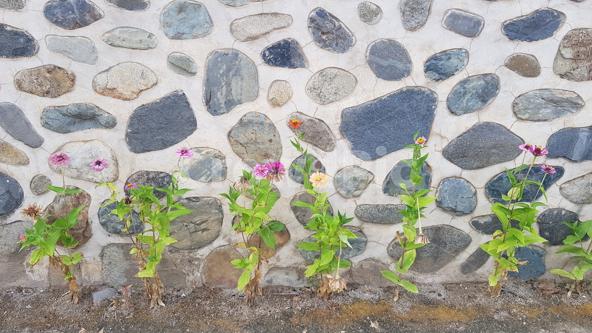 꽃,돌담,담장,korea,한옥,안동,식물,자연,plants,nature