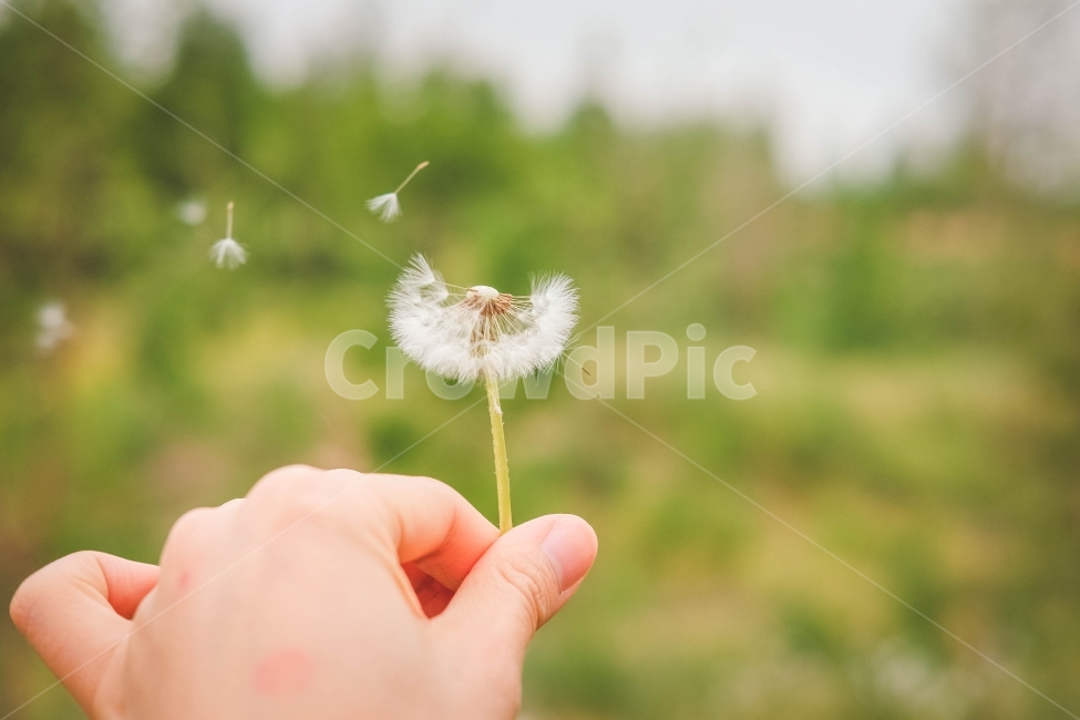 민들레,민들레씨,봄,생명,소중,꽃,씨앗,식물,자연,plants,nature,꽃,flower,사람,인물,인간,human,person,신체일부,몸,body,감성,sensible,feeling