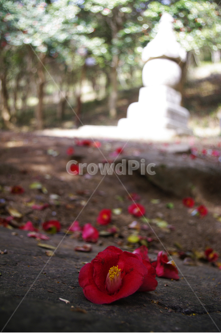 낙화,꽃잎,동백꽃,꽃,flower,계절,봄,spring,꽃,flower