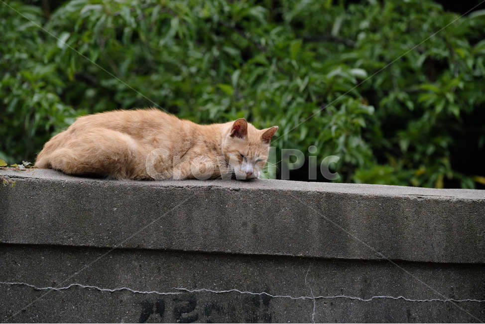 고양이,잠,동물,벽,담,포유류,cat,animal,sleep