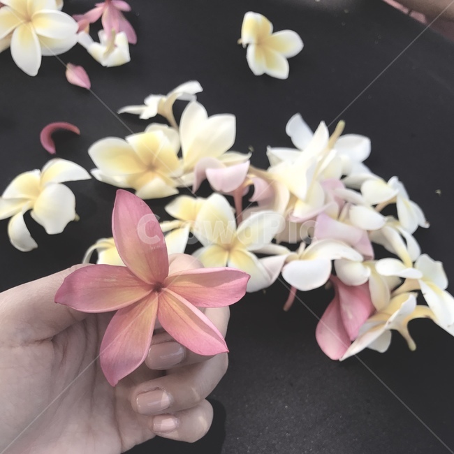 플루메리아,하와이,하와이꽃,핑크색,꽃잎,노란색,크래프트,flower,plumeria,leaves,Hawaii,Maui,tropical,열대,floral,pink,yellow,color,craft,art,travel,experience