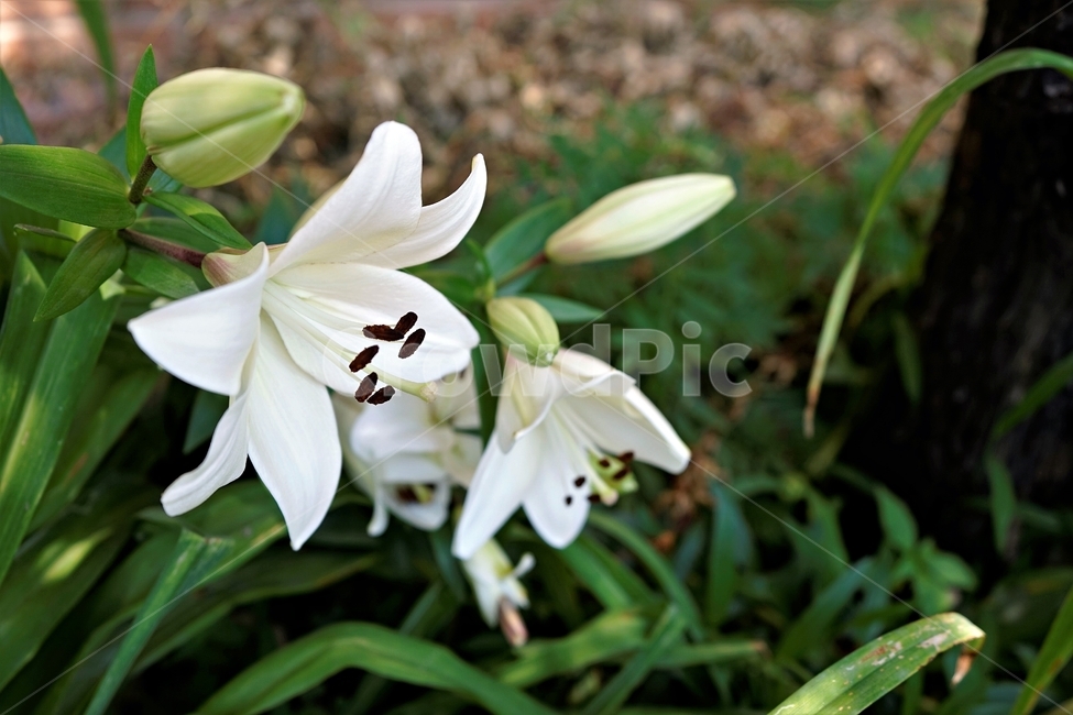 백합꽃,향기,암술,식물,원예,정원,식물,자연,plants,nature,꽃,flower