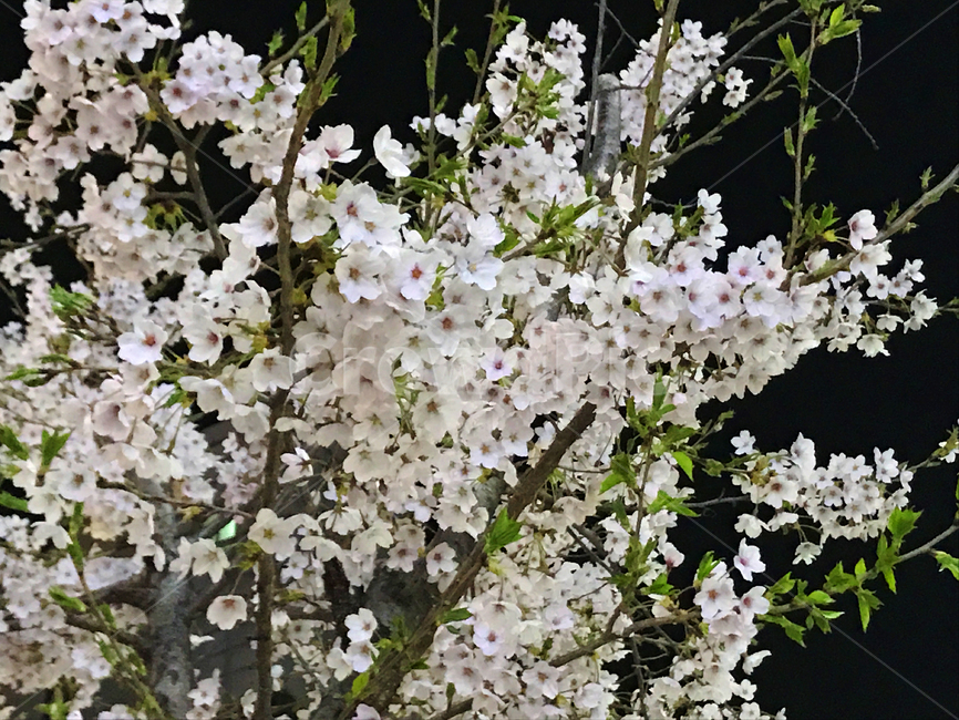 봄,벚꽃,밤,밤벚꽃,벚꽃축제,꽃놀이,나들이,꽃,봄,계절,spring,season,식물,자연,plants,nature,꽃,flower,plant,blossom
