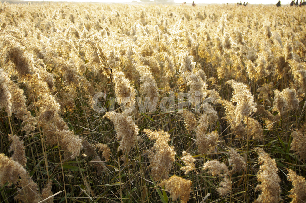 풍경,갈대밭,갈대,식물,plant,가을,계절,fall,autumn,season,자연,풍경,nature,landscape,grass,잔디