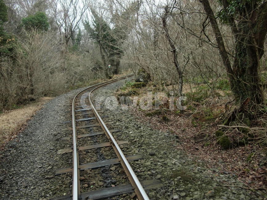 기차길,철길,철로,나무,잔나무,으스스한,railroad,track,숲속
