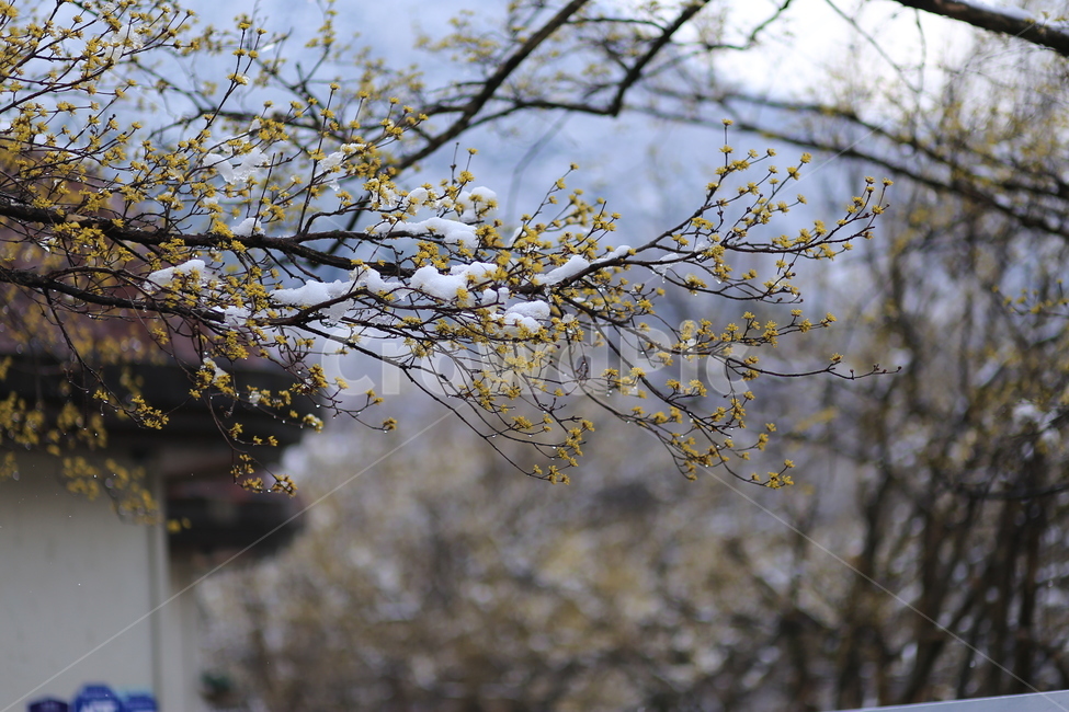 구례,산수유,꽃,봄,식물,자연,flower,노란,spring,color,yellow,nature,봄,계절,spring,season,식물,자연,plants,nature,꽃,flower,plant