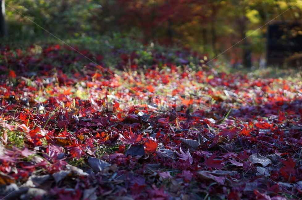 가을,단풍,풍경,빛,빨강,leaf,잎,plant,식물,tree,나무