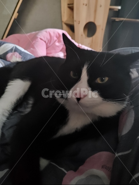 애완동물,동물,cat,고양이,귀여운