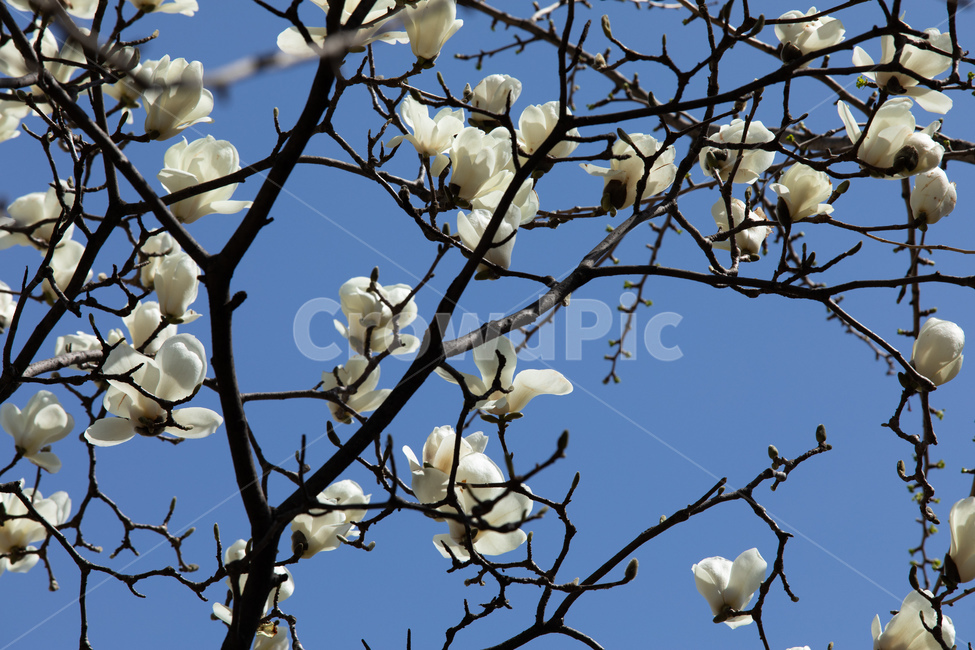 봄,자연,꽃,목련,나무,하늘,봄,계절,spring,season,식물,자연,plants,nature,꽃,flower,plant