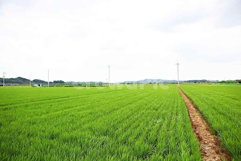 벼,논,농사,쌀,자연,풍경,자연,풍경,nature,landscape,한국자연풍경,한국자연경관,korea nature landscape,시골,마을,country,rural,town,field,들,outdoors,옥외,grassland,목초지